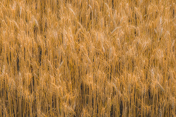 Golden wheat field bright and beautiful