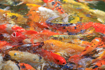 Obraz na płótnie Canvas Colorful fancy carp fish,Koi fish swimming at pond, many beautiful koi fish.