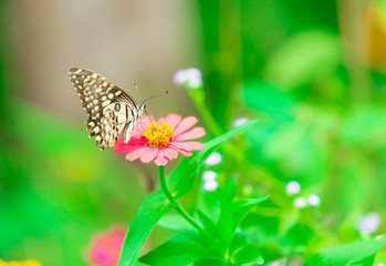 The beautiful flowers in the garden farm   farm house