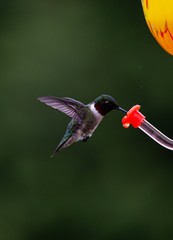 hummingbird in flight