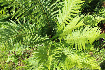 Blick in das Herz eines Farns.