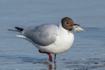 möwe mit fisch