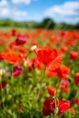 ectacular vivid bloom close up of Poppies in Poppy field. Flower poppy flowering on background poppies flowers.