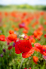 ectacular vivid bloom close up of Poppies in Poppy field. Flower poppy flowering on background poppies flowers.