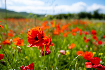 ectacular vivid bloom close up of Poppies in Poppy field. Flower poppy flowering on background poppies flowers.