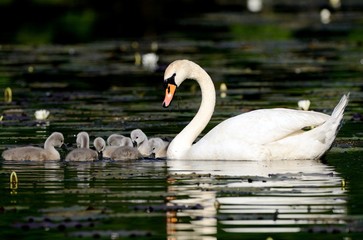 Schwan mit Jungen