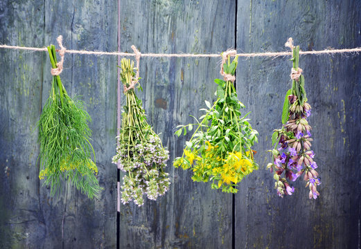 Set of fresh herbs hanging  over wooden vintage background