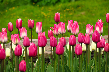 Spring blooming pink tulips view. Tulips in spring blooming garden. Blooming pink tulip flowers in springtime. Spring bloom pink tulips view