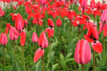 Obraz premium Red tulips field in Netherlands. Red tulip fields. Red tulips view. Red tulip fields in Holland