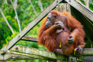 Female orangutan Annie at the Borneo Orangutan Survival Foundation sanctuary in Samboja, Kalimantan, Indonesia. Annie likes her vegetables.