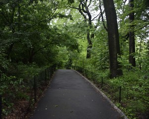 road in forest