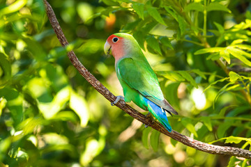 Rosenköpfchen (Agapornis roseicollis)