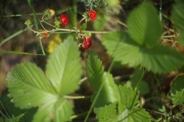 wild strawberry