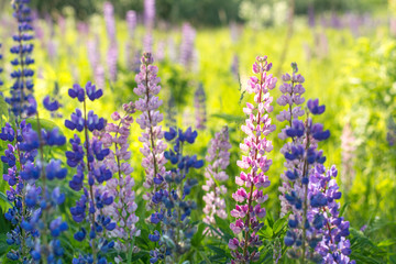 Obraz premium Lupins in the summer park