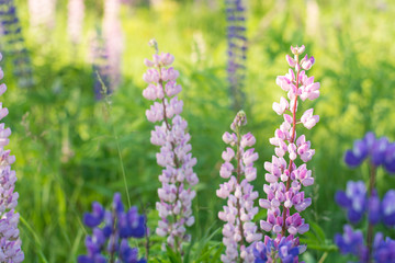 Obraz premium Lupins in the summer park