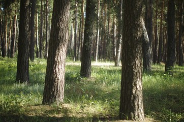 trees in the forest