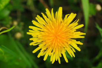 Macro Photo of a dandelion plant. Dandelion plant with a fluffy yellow bud. Yellow dandelion flower growing in the ground. Dandelion with plant Lamium purpureum