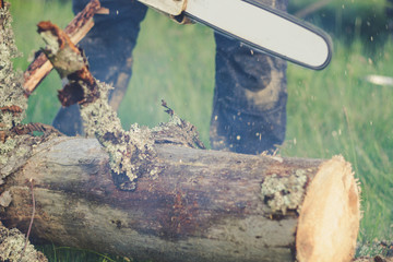 The guy chops the old tree in the mountains with a chainsaw. Ukrainian Carpathian Mountains....
