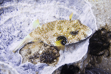 White spotted puffer fish (Arothron hispidus) nested inside a coral in Puerto Galera, Philippines © alonanola