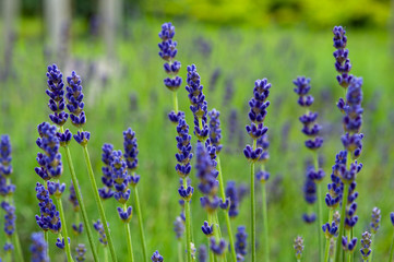 Fototapeta premium Lavender angustifolia, lavandula blossom in herb