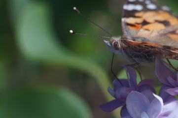 Macro shooting. Butterfly nymphelid species Vanessa cardui. Made a long flight to the north - battered. The background is blurred. The focus area is narrow.