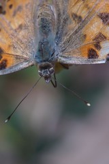 Macro shooting. Butterfly nymphelid species Vanessa cardui. Made a long flight to the north - battered. The background is blurred. The focus area is narrow.