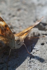 Macro shooting. Butterfly nymphelid species Vanessa cardui. Made a long flight to the north - battered. The background is blurred. The focus area is narrow.