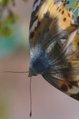 Macro shooting. Butterfly nymphelid species Vanessa cardui. Made a long flight to the north - battered. The background is blurred. The focus area is narrow.