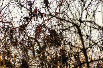 Natural background, tree branches without leaves, fallen greens, bare trunks. Spring and autumn