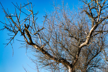 Natural background, tree branches without leaves, fallen greens, bare trunks. Spring and autumn