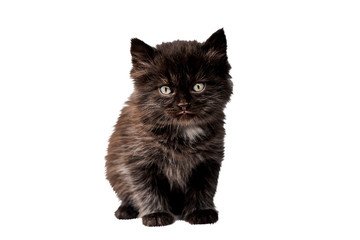 black kitten isolated on white background