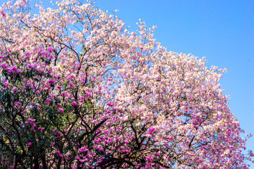 flowers on background of blue sky