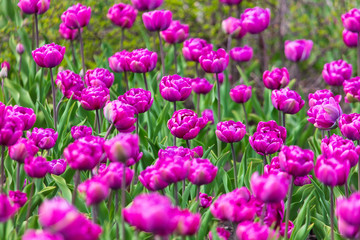 Fototapeta premium Decorative roses grow in the soil in nature