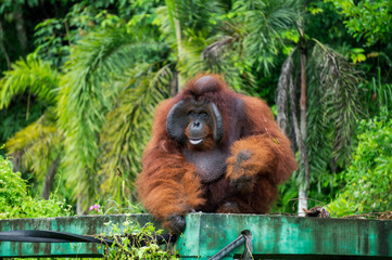 Obraz premium Male Orangutan at The Borneo Orangutan Survival Foundation project in Samboja, Kalimantan, Indonesia. His name is Romeo.