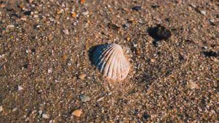 sea shell on the beach