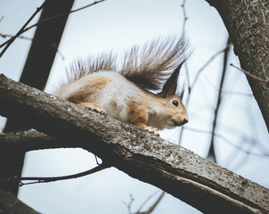 squirrel in the Park eating a nut