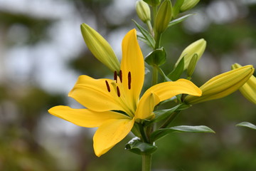 Obraz premium 百合の花