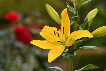 百合の花