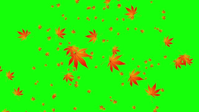 momiji animation 紅葉　アニメーション