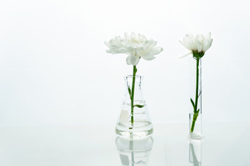 white flower in the glass flask and test tube in clean medical biotechnology science laboratory
