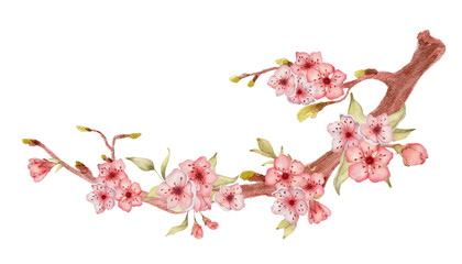 Sakura branch with flowers watercolor illustration. Blossom petal bouquet 