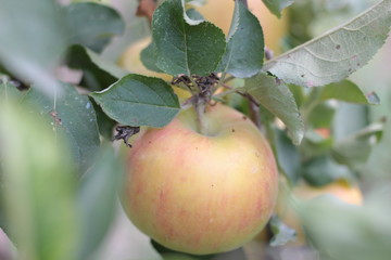 ripe apples on the branches