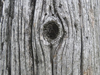 tree knothole close-up
