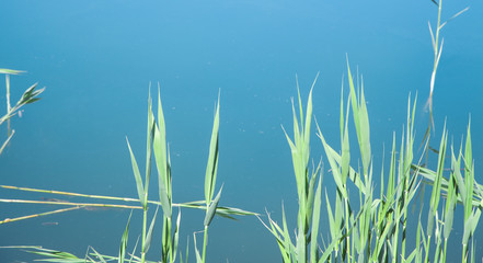 Beautiful view. Spring. Green bamboo leaves