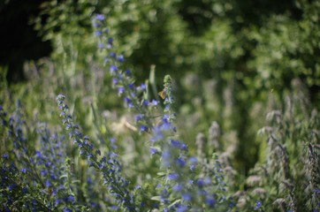 blue flowers in the garden