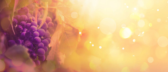 Blue grapes on the vine, wine variety in the vineyard, autumn natural background, banner, copy...