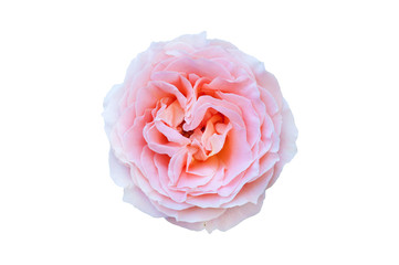 One beautiful whole blossom head of rose with leaves gradient peach colour color isolated on white background