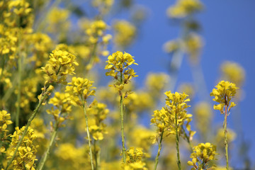The bright yellow flowers of Field mustard also known as Brassica rapa subsp. oleifera against a background of blue sky.