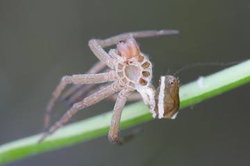 Shed skin of raft spider, Dolomedes fimbriatus