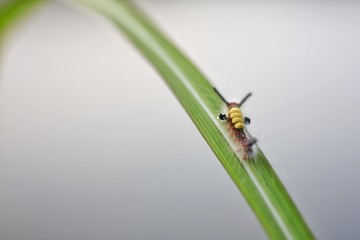 worm on leaf